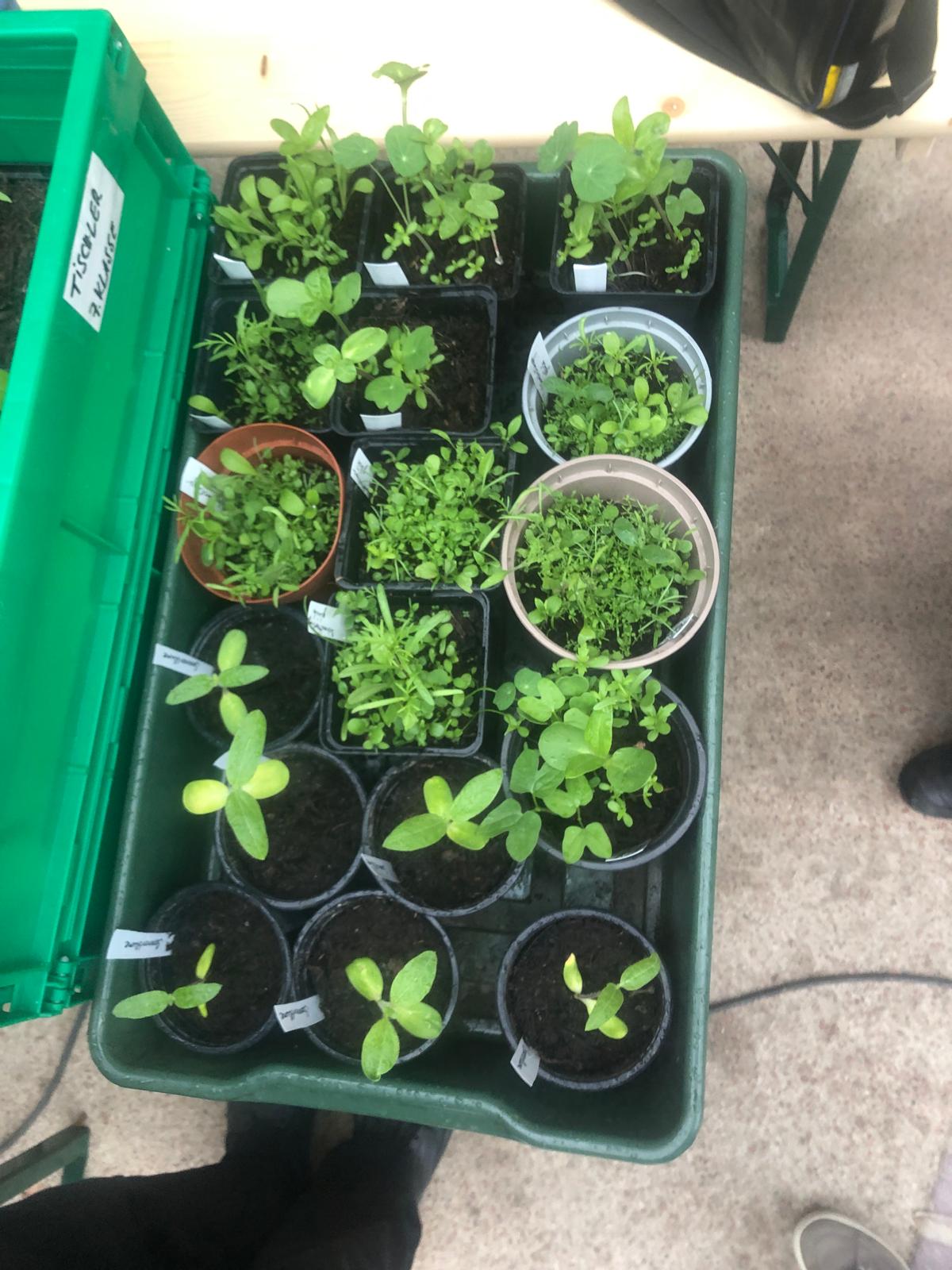 HEUTE!                                                       Repaircafé mit Fahrrad-Repair und Pflanzerl-Tauschbörse