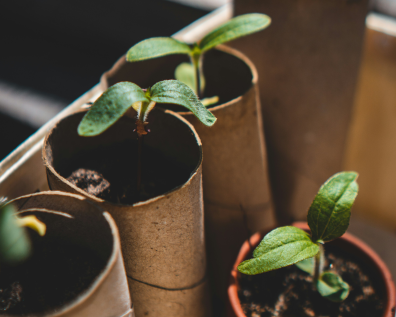 Pflanzerltausch und Repaircafé am 25.04.2025, 17:00 - 19:00 Uhr